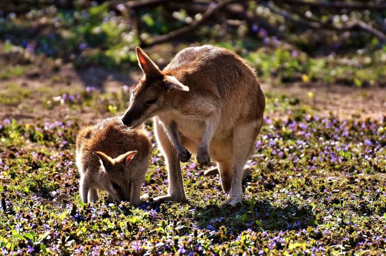 klokani Austrálie