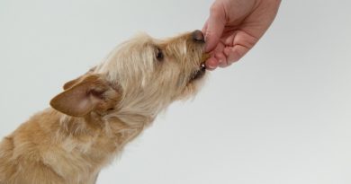Pozor na to, čím krmíte svého psa. Špatná strava může vést k jeho úmrtí