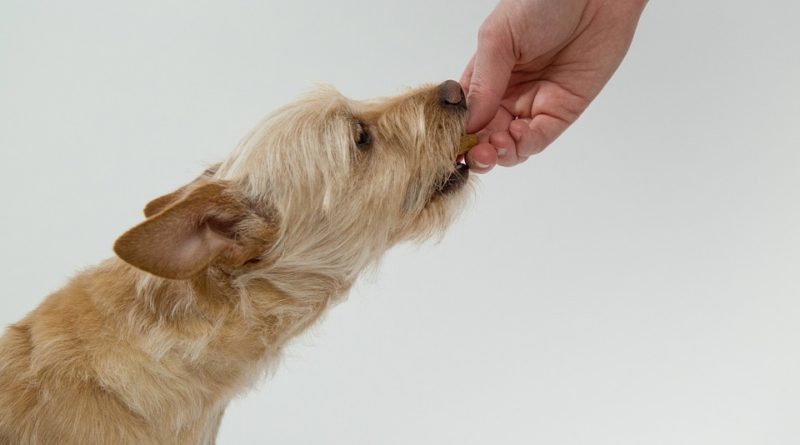 Pozor na to, čím krmíte svého psa. Špatná strava může vést k jeho úmrtí
