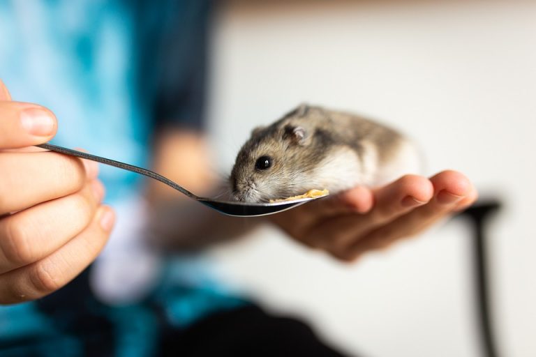 Co znamená, když pořídíte dětem křečka? Především zodpovědnost